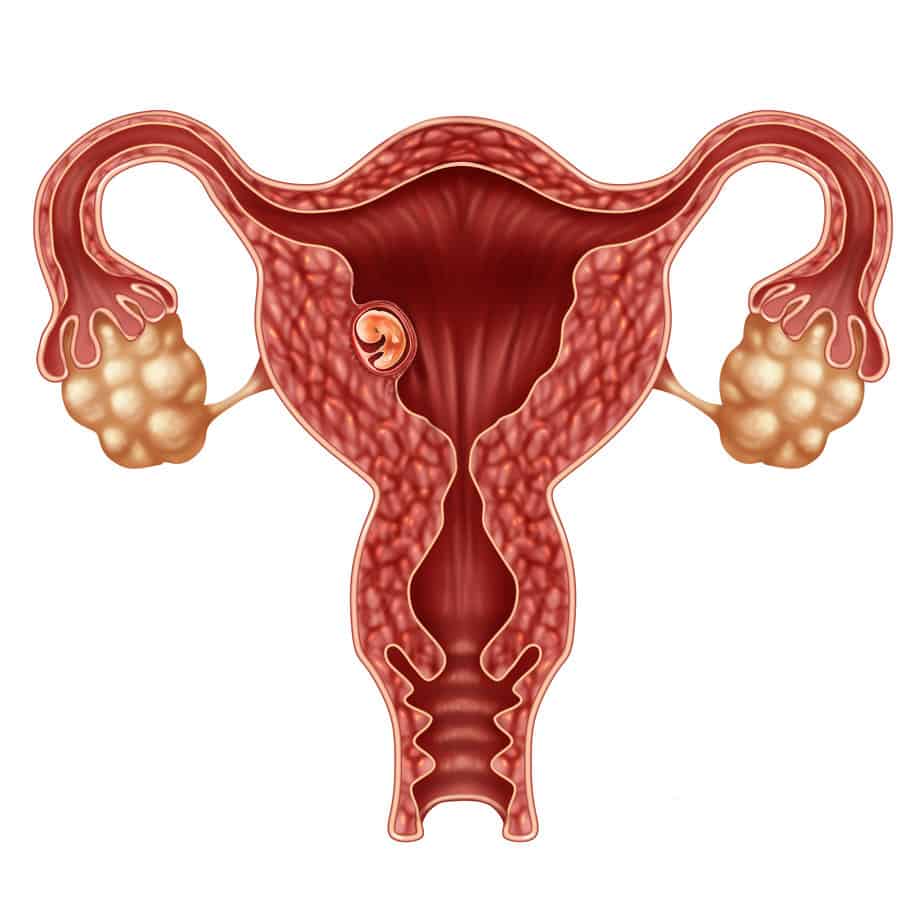  successful pregnancy implantation in the uterus as a growing fetus